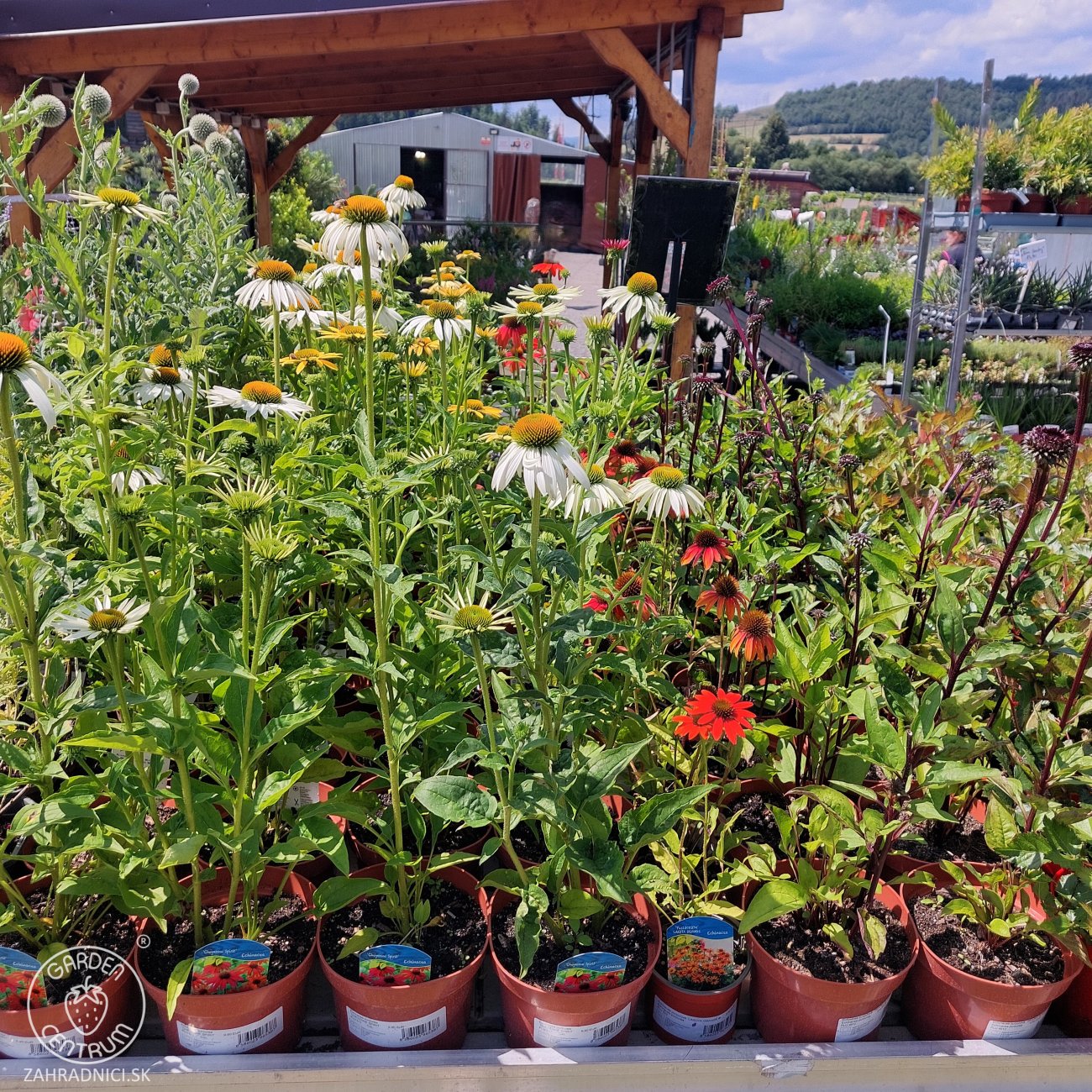 Obrázok Echinacea purpurová (Echinacea purpurea) ´CHEYENNE SPIRIT´® - kont. C2L